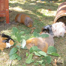 Holly, Indy, Chila, Diana
