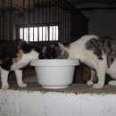 Hmm, lecker Ziegenmilch ! Zoey + Digger