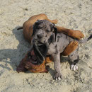 Mach hier keinen auf Klammeraffe ! Gina,Pepper