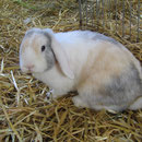 Ginger, geb. 2010 