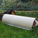 Ich bin ein "Langschwein"! vo.Gismo, hi.Rosi