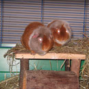 Zwei Freunde ! Barney + Feivel