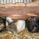 Trio Rio ! Dicki, Wuschi, Vicky