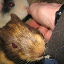 Eichhörnchen oder doch ein Meerschweinchen ??? Snickers