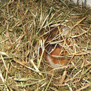 Jetzt wird`s Winter ! Bailey, Jan.`13