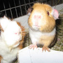 Was guckst du ? Quax + Josie