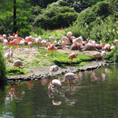 Flamingos