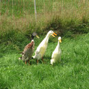 Eine Ente mit zwei Schnäbeln ?!?