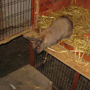 ....raus ? Hasi