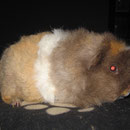 Fango