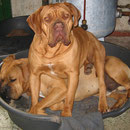 Buddy ist doch besser als ein Heizkissen !