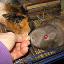 Diana + Chila