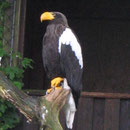 Riesenseeadler