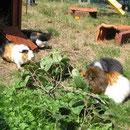 Pino, Coco, Penny, Zwergie