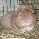 Fritzi