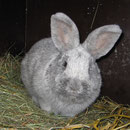 Nochmal der Bock