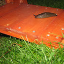 Hilfe, die Schweinchen kriegen Besuch !