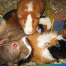 Her mit dem Futter ! Gini,Rosi,Gismo,Angel