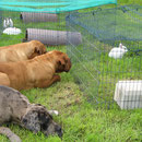 Hundekino ! Buddy, Gina, Pepper