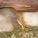 Bin ich ein faules Schwein ?! DJ