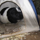 Mausi im Wigwam