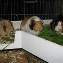 Guten Appetit ! Sisja, Josie, Quax