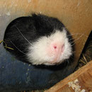 Wessen Nase ist denn das ...? Yanni