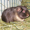 Schoki