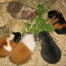 o. Bonny, Rosi, u. Yanni, Chichi, Rivero