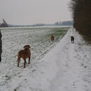 Gina, Yuma, Pepper
