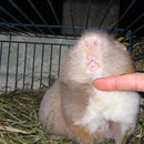Ist das schön ! Geniesserschwein Fritzi