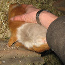 Bitte nimm mich mit in deine Jacke ! Barney