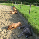 Ausgetobt - hi. Vince + Gina, vo. Pepper + Yuma