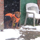Bei dem Wetter schickt man doch keinen Hund vor die Tür ! Jan.`16