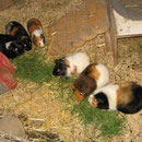 Coco, Shadow, Mia, Smoky, Penny u. Pino