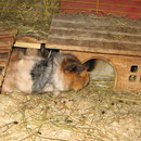 So`n Mist - schon besetzt ! Diana + Murphy