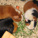 Nougat, Gismo, Angel