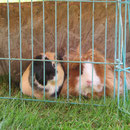 In Freiheit und doch hinter Gittern ! Krümel + Fussel