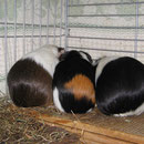 3 Fundschweinchen unter sich ! Hermine (2014), Coco (2015), Mausi (2011)