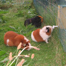 Gismo, Angel, Nougat