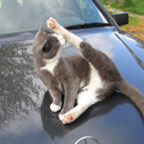 Stretching ! Blue