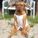 Ein Tag nach der Kastration 2011! Dieser Blick......