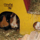 Hausbesetzer ! Nougat,Tasso,Carla