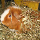 Diesen Sommer `12 braucht man was Warmes auf`m Rücken ! Gismo