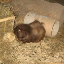 Brownie