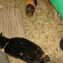 Ein "Riesenmeerschweinchen " hat sich bei den Jungs eingeschlichen *g* !