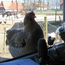 Laßt mich rein ! Bielefelder Kennhuhn hinter`m Küchenfenster
