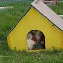Full House ! Fenja, Tascha, Flitzi