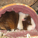 My home is my castle ! Schoko