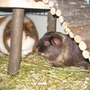 Toby + Schoki
